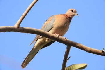 dove on a branch