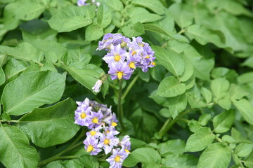 Potato cultivation. Growing of potato in kitchen garden.