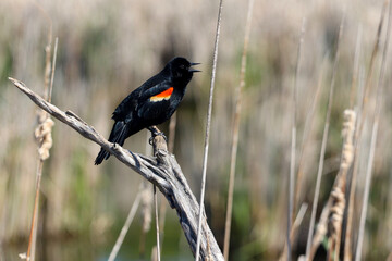 Red-winged blackbird singing in the forest. Forest natural background with the lake and bird. Beautiful early spring landscape.