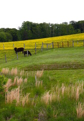 Obraz premium Cows Grazing in Pasture