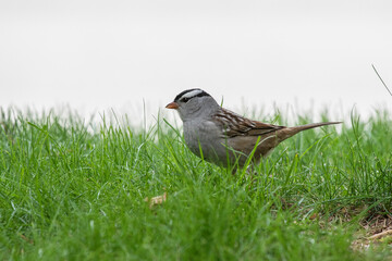Obraz premium The White-crowned Sparrow (Zonotrichia leucophrys) is a species bird native to North America.