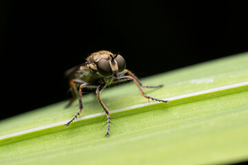 close up of a fly, robberfly