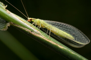 macro of a insect on a leaf, lacewing