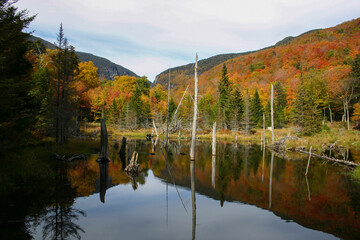 Fall foliage in front of mountain with reflection in beaver pond