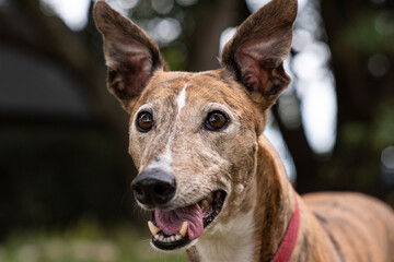 portrait of a greyhound dog