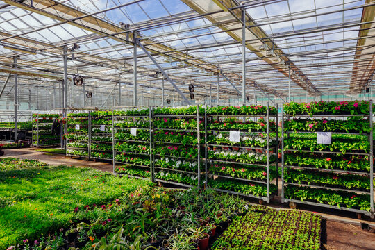 Growing of flower seedlings on shelves in greenhouse
