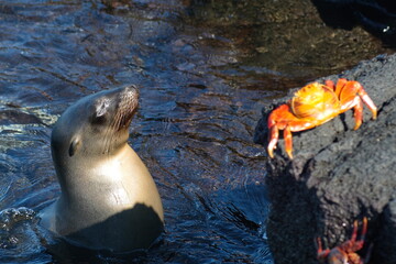 Sea lion by a Sally lightfoot crab in a tidal pool at Punta Espinoza, Fernandina Island, Galapagos,...
