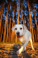 Funny portrait of a labrador in forest.
