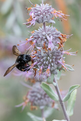 Large carpenter bee extracts pollen from wild flower in estuary while delicately perched on the pedals