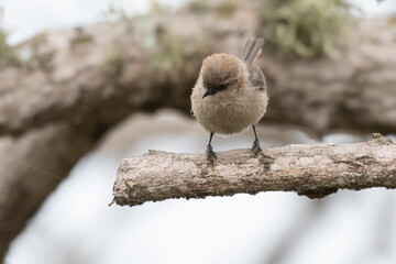 Cute and adorable Bushtit bird perches on firm, deadwood branch while keeping a watchful eye out for danger