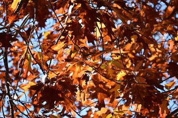 Brown leaves during fall season
