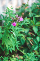 Purple little flowers on background of greenery on sunny summer day.