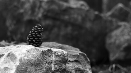 pine cone on the rock