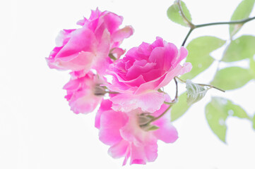 Fototapeta na wymiar 5月の爽やかなk風になびく、ピンクの薔薇の花。ピンクのばらの花言葉は「上品」「しとやか」「感銘」