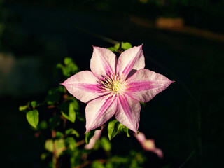 Tokyo,Japan-May 14, 2021: Closeup of Clematis Caroline in spring
