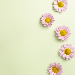 Pink flowers on light green background. top view, copy space