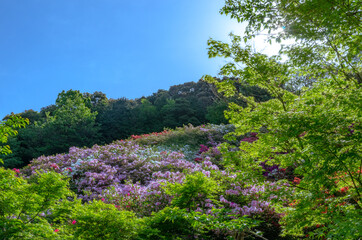 青空とツツジの花