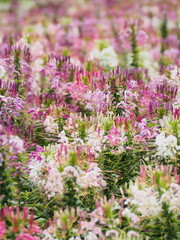 花の咲き誇る丘