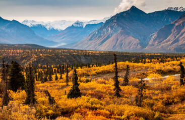 dramatic landscape of golden yellow autumn foliage of aspen and birch trees and snowcapped  mountains of the Chugach mountain range in Alaska. - Powered by Adobe