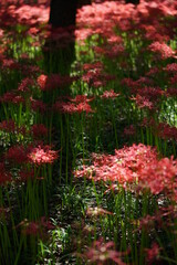 Red Flowers of Lycoris radiata in Full Bloom
