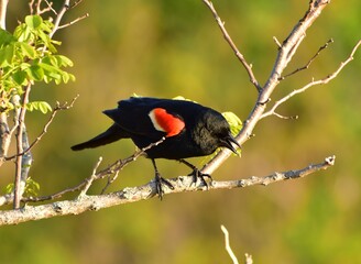 Red winged blackbird