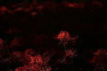 Red Flowers of Lycoris radiata in Full Bloom

