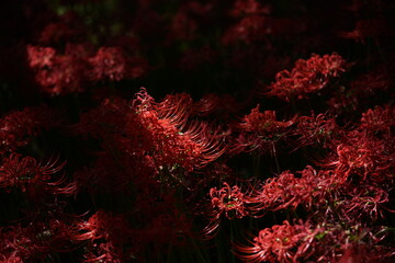 Red Flowers of Lycoris radiata in Full Bloom
