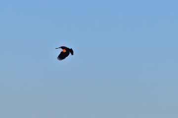 Red winged blackbird