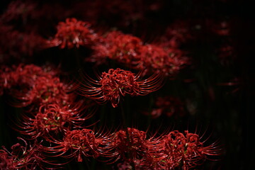Red Flowers of Lycoris radiata in Full Bloom
