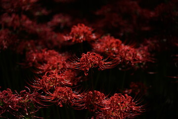 Red Flowers of Lycoris radiata in Full Bloom
