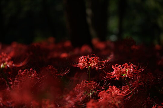 1 231 Best Lycoris Images Stock Photos Vectors Adobe Stock