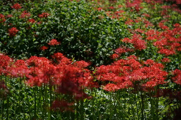 Red Flowers of Lycoris radiata in Full Bloom
