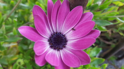 Obraz premium pink cosmos flower