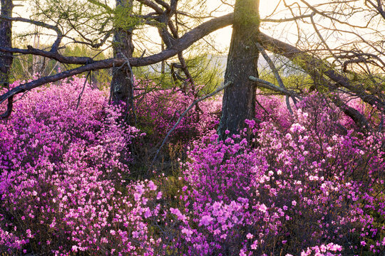 The Azalea Is In Full Bloom In May In Dahl Marina National Forest Park.