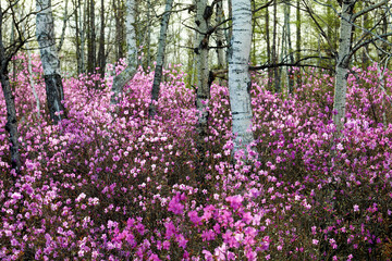The azalea is in full bloom in May in Dahl marina national forest park.