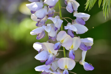 Spring plants flowering