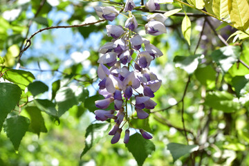 Spring plants flowering