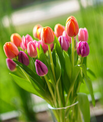 tulips in the garden