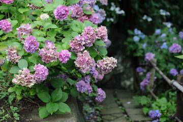 紫陽花