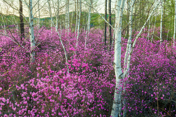 The azalea is in full bloom in May in Dahl marina national forest park.