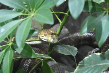 Serpiente verdosa de ojos amarillos de mirada penetrante entre las hojas