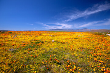 Field of California Golden Orange Poppies under blue desert sky in the Antelope Valley Poppy Preserve in the high desert of southern California USA