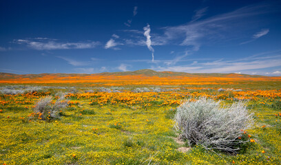 California Golden Poppies with tumbleweed under blue cirrus sky in the southern California high...