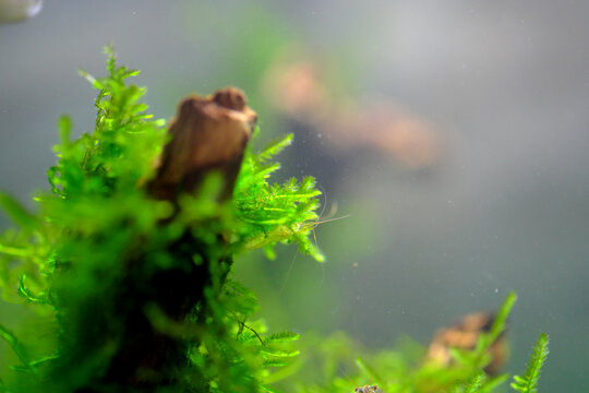 水槽の中のウィローモス