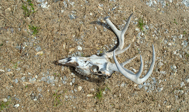 The skull of this whitetail deer could be a nice European mount.