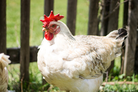 White Hen" Images – Browse 226 Stock Photos, Vectors, and Video | Adobe  Stock
