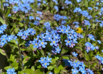 Fototapeta premium Closeup of the tiny blue Forget-Me-Not Flowers