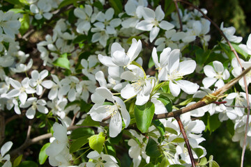 Crab Apple Shrub in Blossom