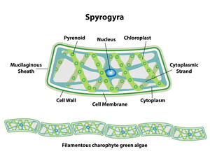Spirogyra, cell anatomy of an algae, labeling the cell structures with nucleus, pyrenoid, cytoplasmic strand, cytoplasm, cell membrane, cell wall, mucilaginous sheath, and chloroplasts. 