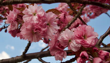 Japanese Cherry or Sakura Blossoms  with double blooms